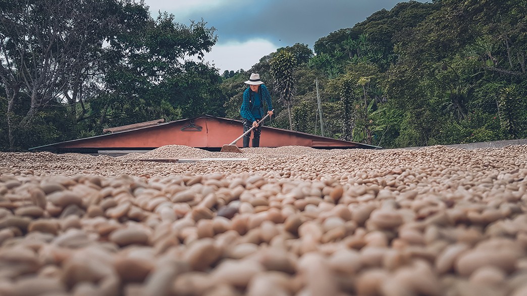 Coffee harvest in Colombia